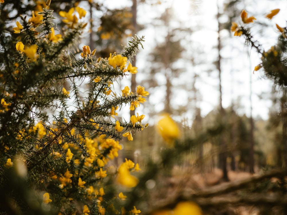 a bunch of yellow flowers in a forest