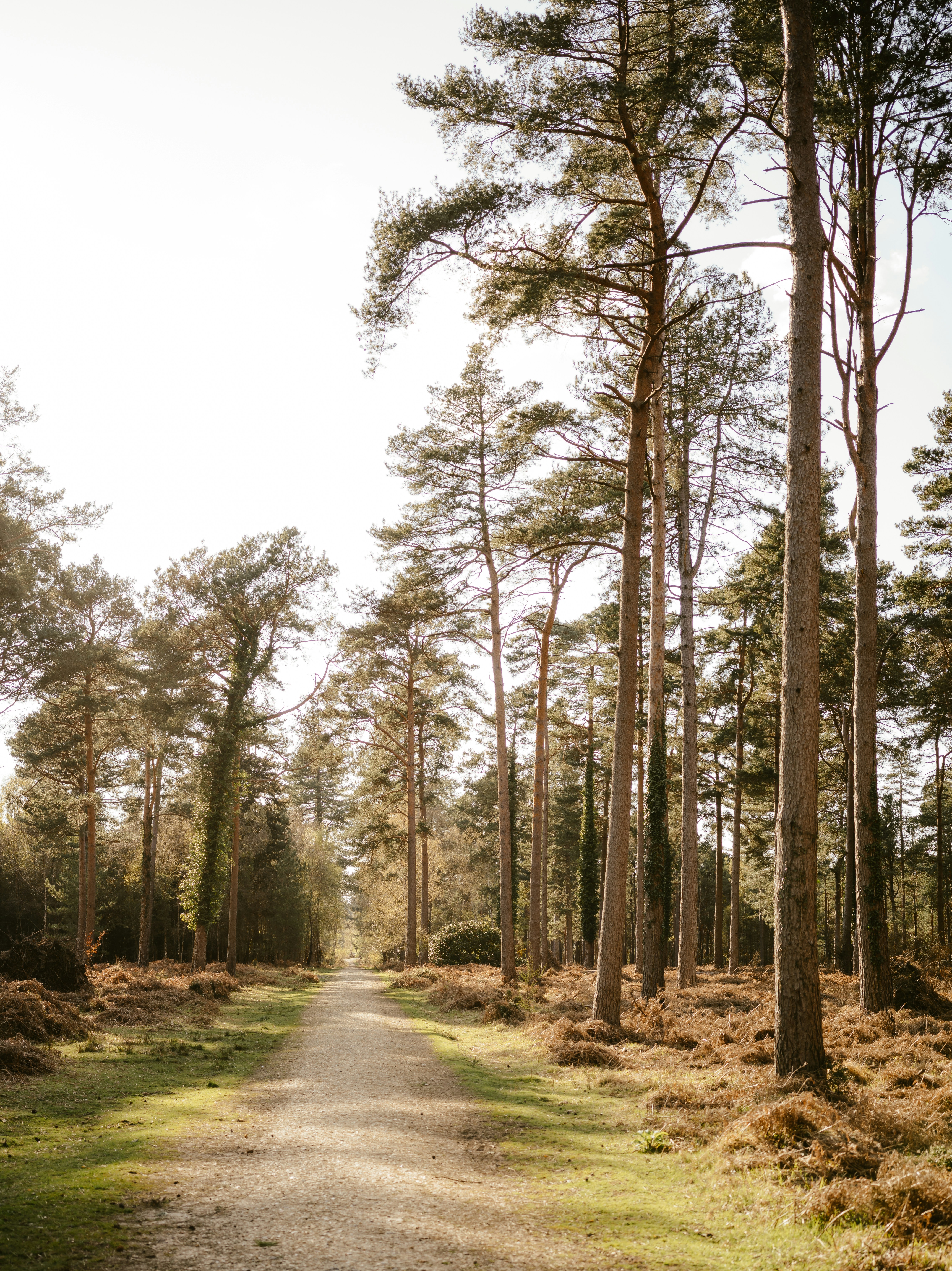 a dirt road in the middle of a forest