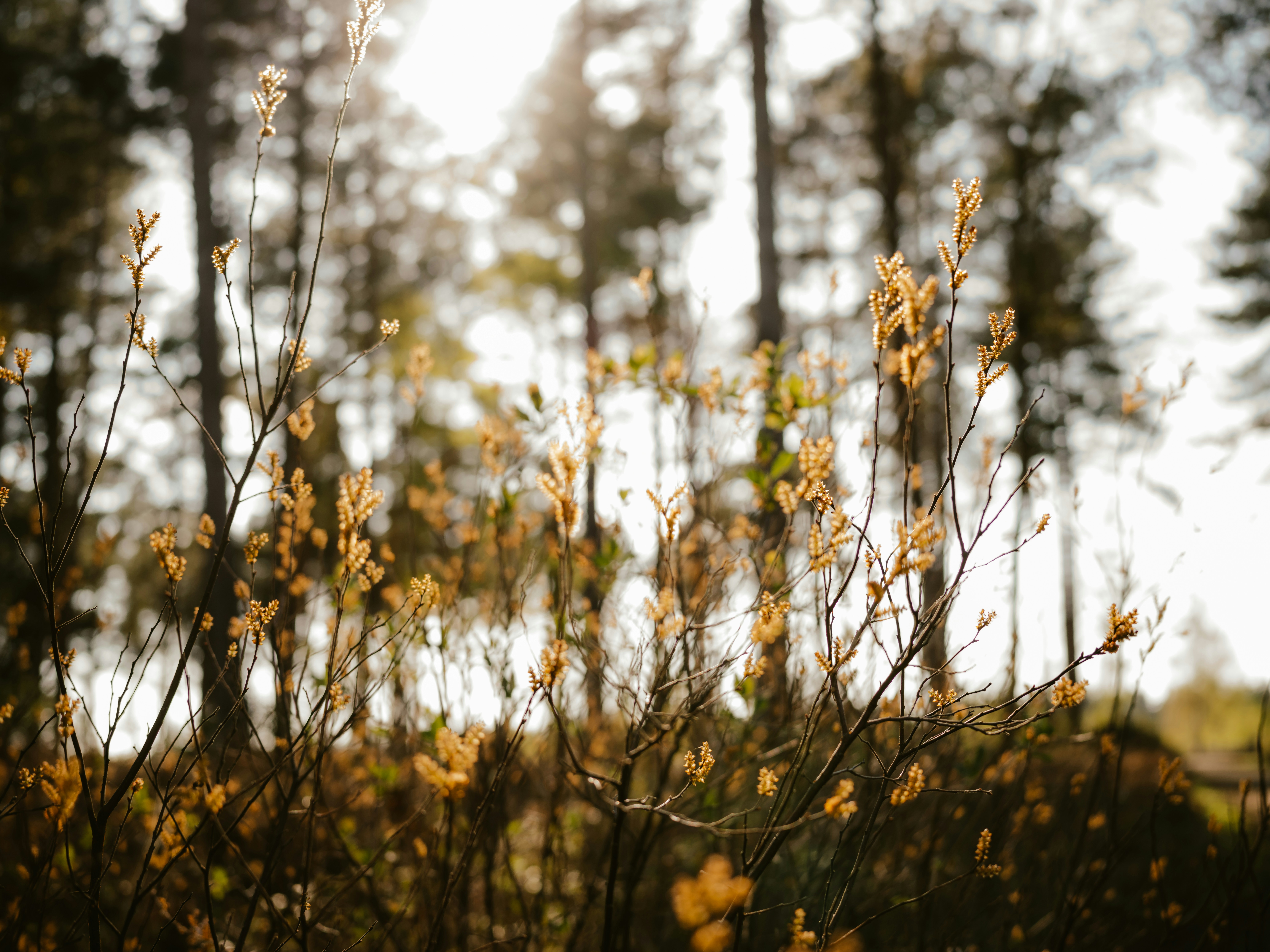 Photo by anniespratt