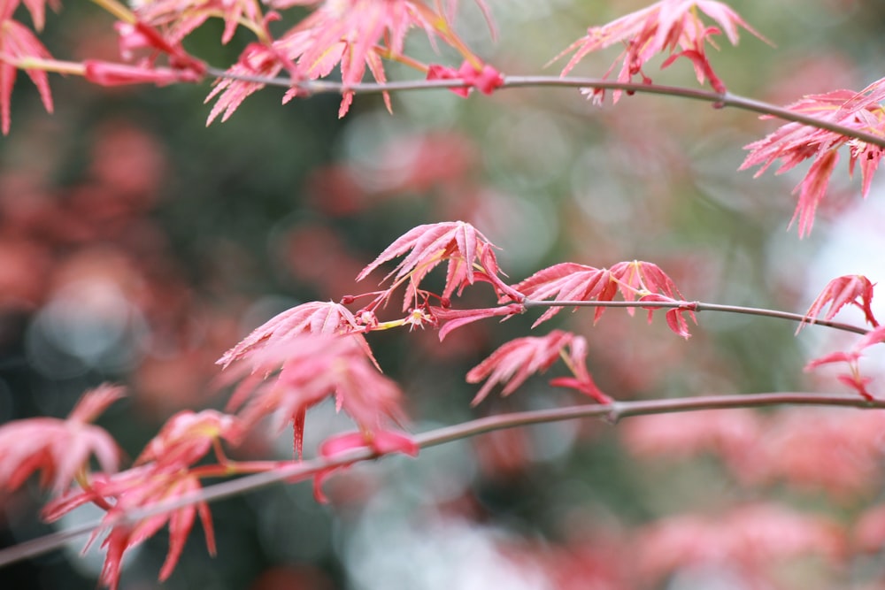 a close up of a tree with red leaves