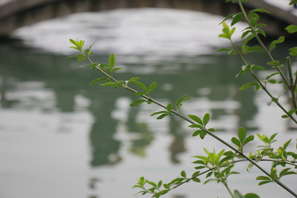 a leafy branch with a bridge in the background