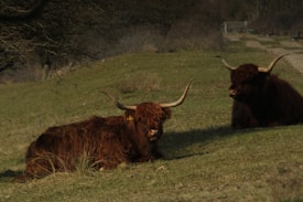 Two Highland cattle with long horns are lying on a grassy field. The cattle have shaggy brown coats and appear to be resting. The surroundings include patches of grass and trees in the background, creating a rural, pastoral setting.