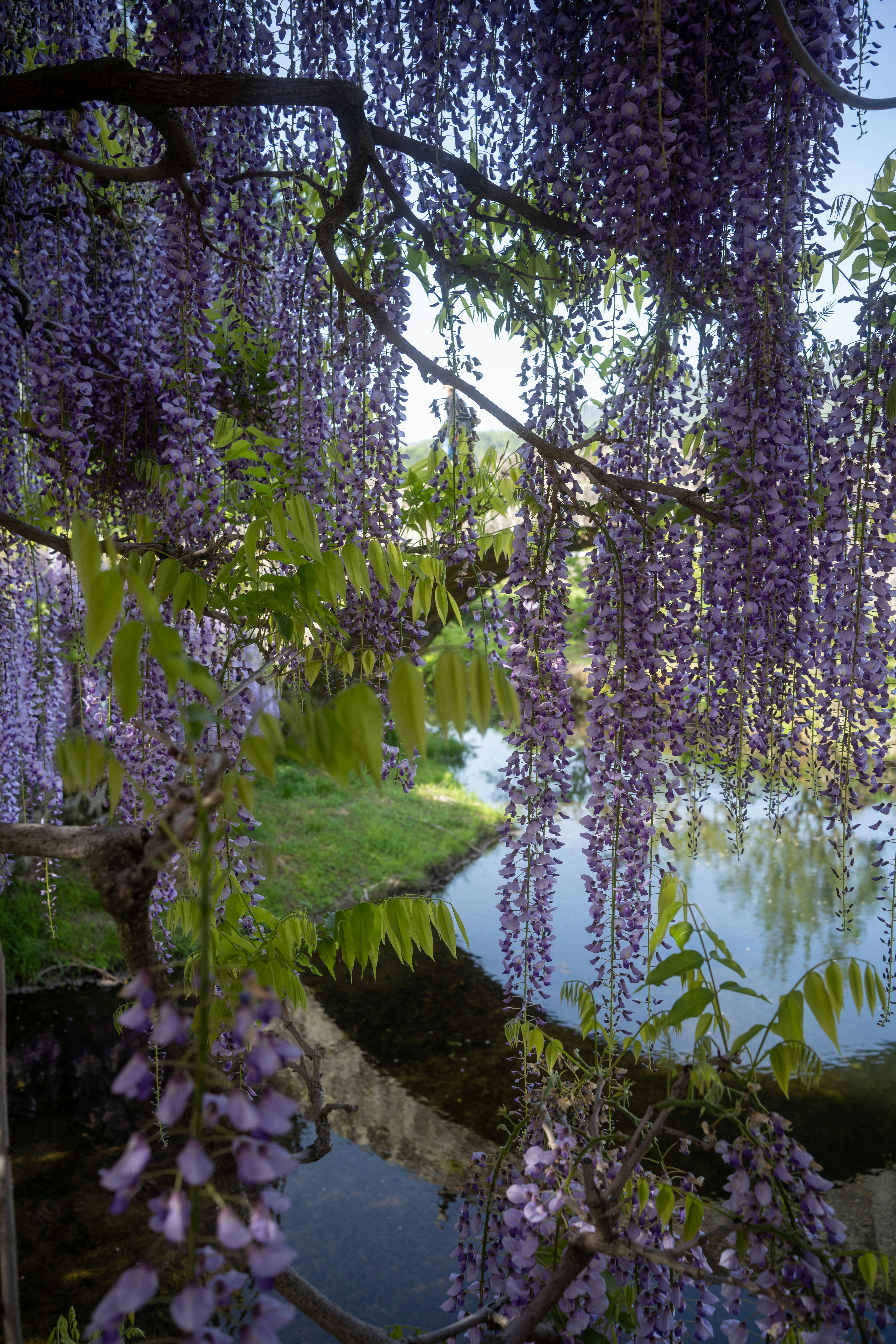 Un árbol con flores púrpuras colgando sobre un río foto – Imagen de Flor  gratuita en Unsplash, image size:3000x4500