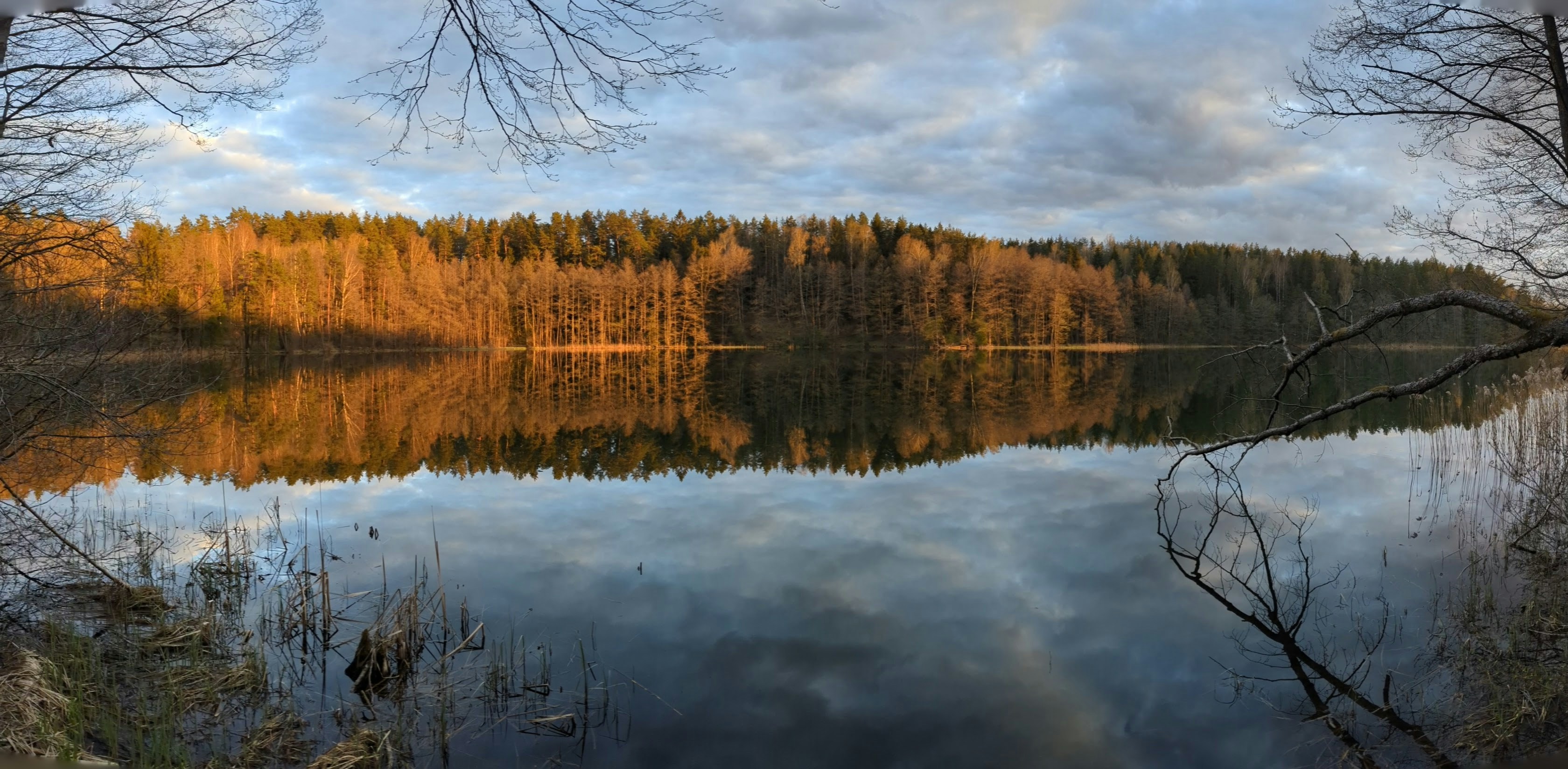 Moose wading in shallow wilderness lake at golden hour, boreal forest reflected in still water, dramatic light