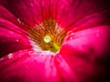 A detailed close-up of a flower divided into parts.