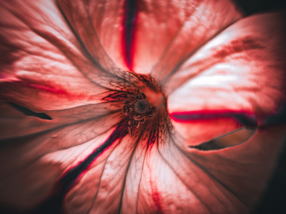 a close up of a red flower with a black background