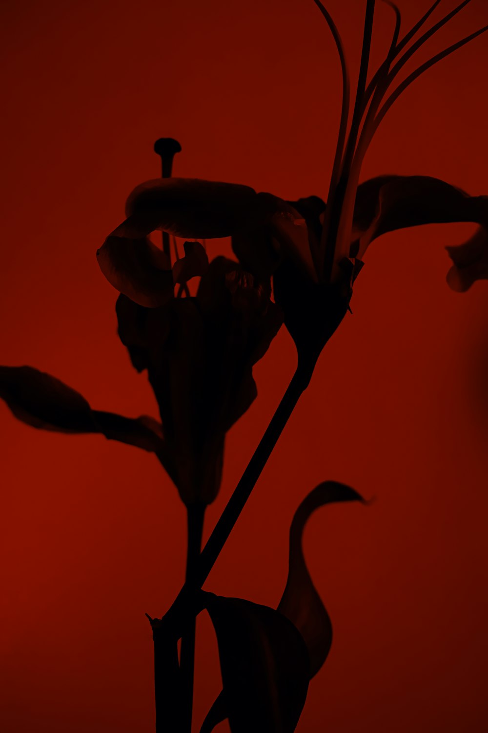 a black and white photo of a flower on a red background