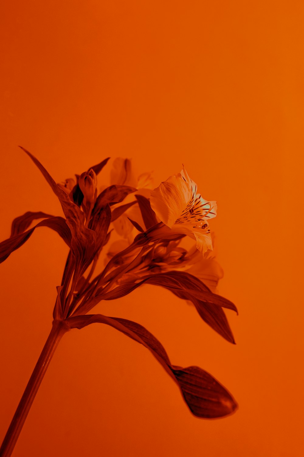 a close up of a flower on an orange background
