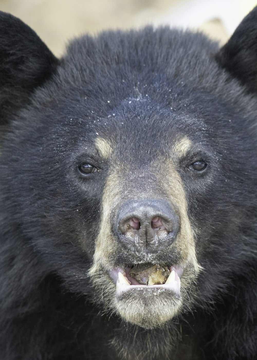 a close up of a black bear with its mouth open