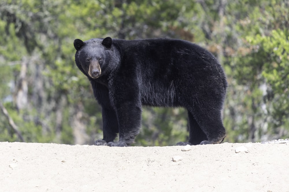 a large black bear standing on top of a sandy hill