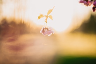 A softly glowing tree branch with delicate lotus flowers and a butterfly perched gently, bathed in warm, heavenly light.