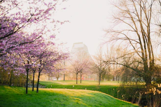 A serene view of Tokyo Dream Park under cherry blossoms at sunset.