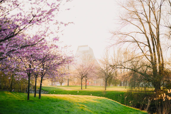 A serene view of Tokyo Dream Park under cherry blossoms at sunset.