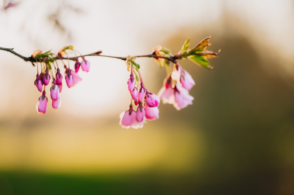 a branch with pink flowers hanging from it