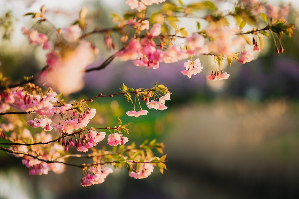 a branch of a tree with pink flowers