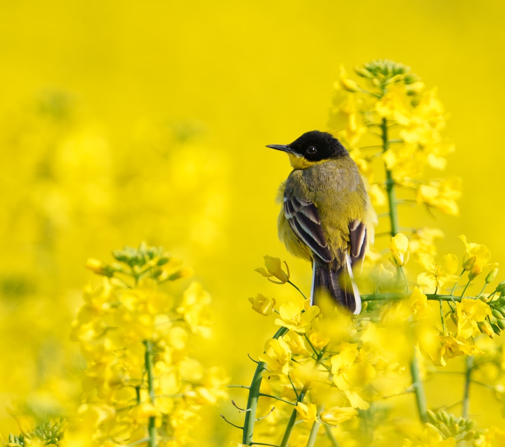 a small bird sitting on top of a yellow flower