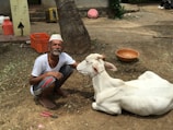 An elderly man wearing a white cap and a white shirt with gray shorts is sitting on the ground next to a white cow, which is lying down. The man is gently touching the cow on its head, creating a calm and affectionate atmosphere. Behind him, there is a coconut tree and an orange plastic crate, along with other scattered objects including a red container, a brown bowl, and a pair of pliers on the ground. The setting appears to be a rural area with dirt ground and some vegetation.