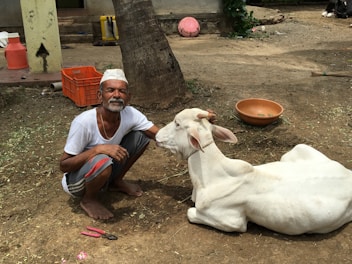 An elderly man wearing a white cap and a white shirt with gray shorts is sitting on the ground next to a white cow, which is lying down. The man is gently touching the cow on its head, creating a calm and affectionate atmosphere. Behind him, there is a coconut tree and an orange plastic crate, along with other scattered objects including a red container, a brown bowl, and a pair of pliers on the ground. The setting appears to be a rural area with dirt ground and some vegetation.