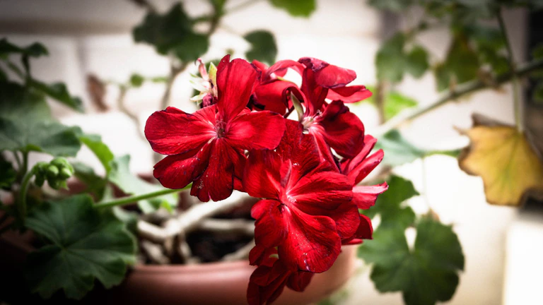 A rustic terracotta pot filled with vibrant red geraniums on a sunny windowsill.
