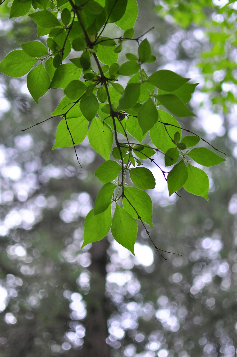 a tree branch with green leaves in a forest