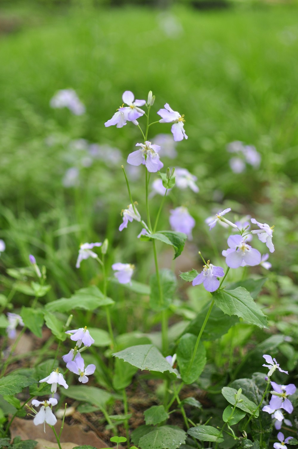 a group of flowers that are in the grass