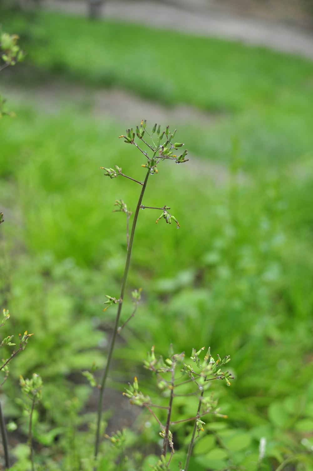 a close up of a plant in a field