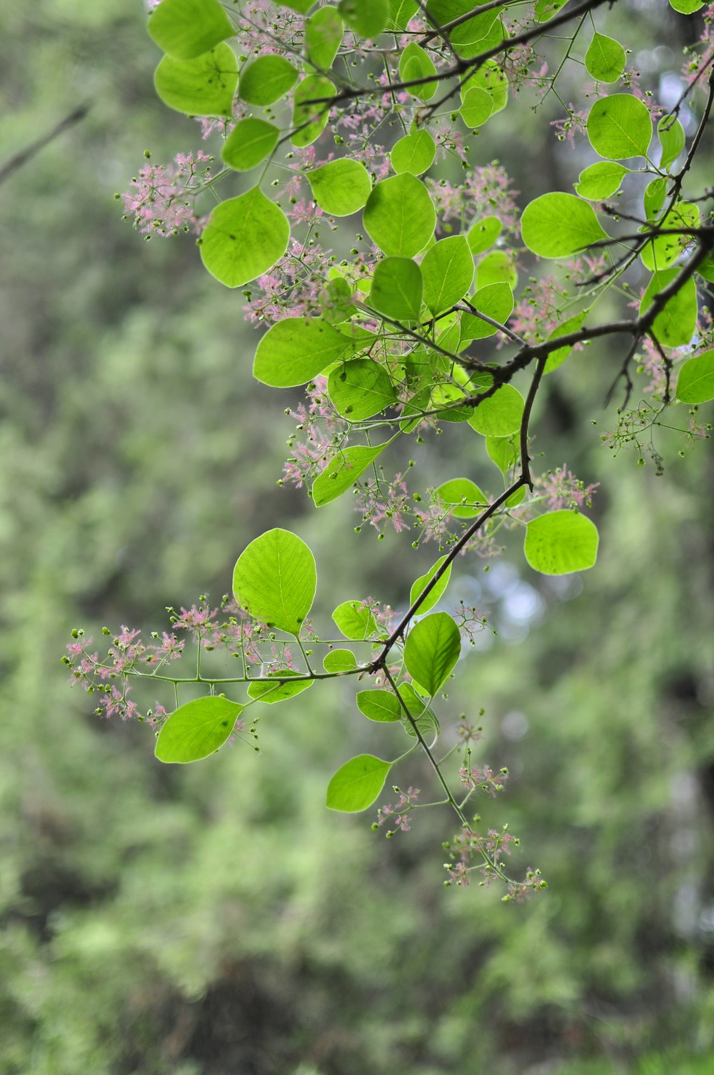 a tree branch with green leaves and pink flowers