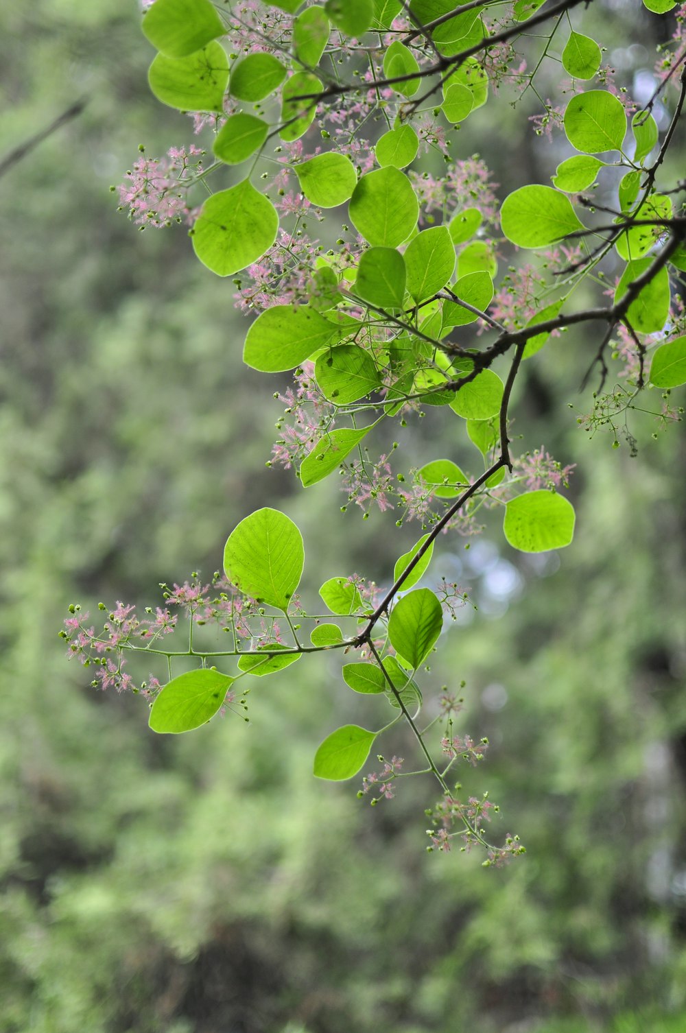 una rama de árbol con hojas verdes y flores rosadas
