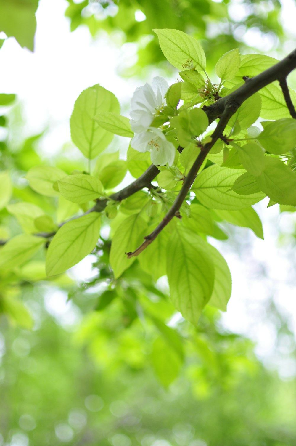 a branch with white flowers and green leaves