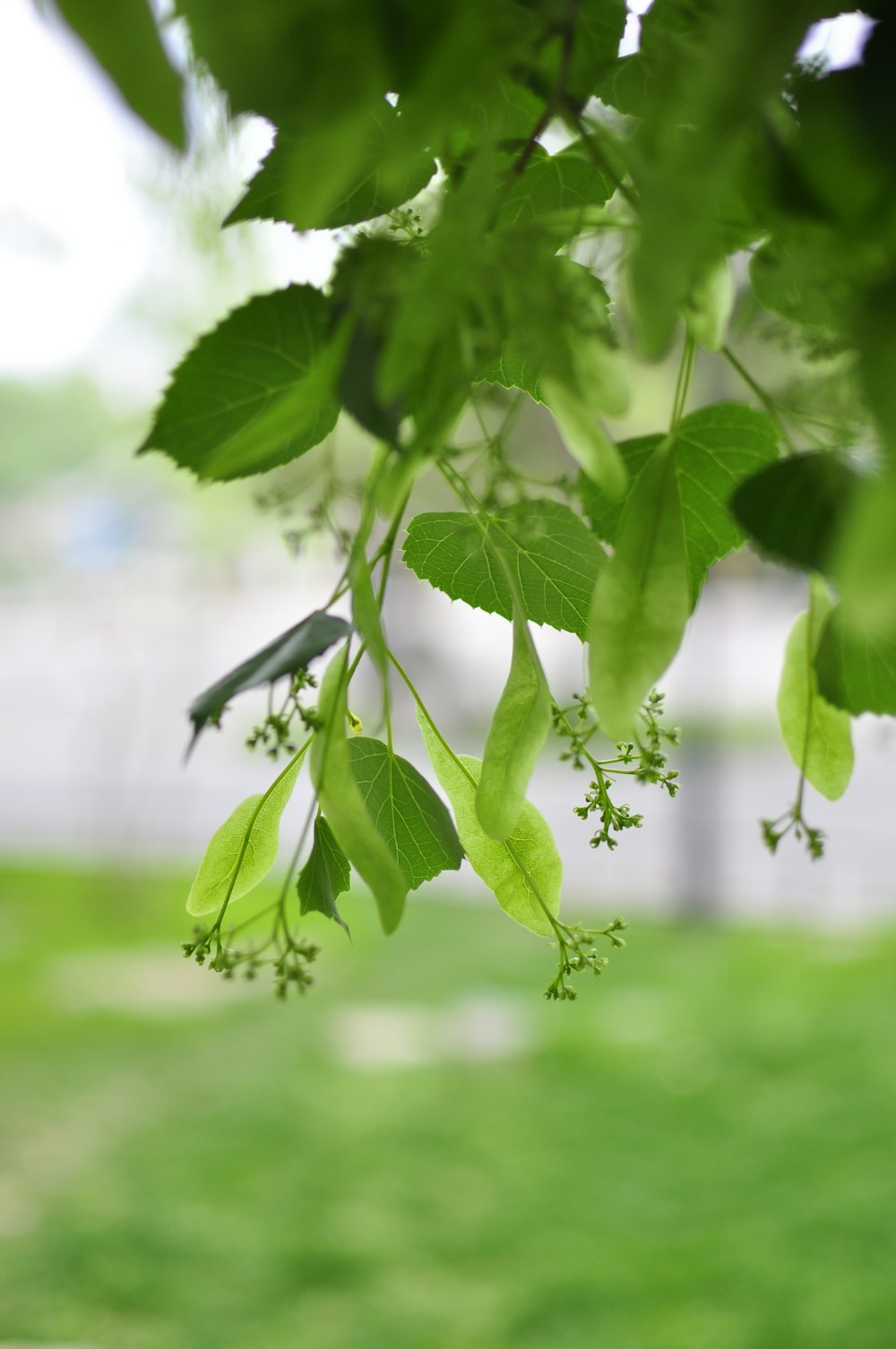 una rama de un árbol con hojas verdes