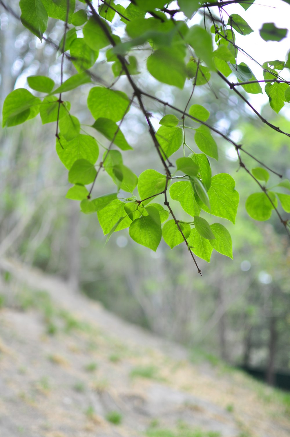 a leafy tree branch hanging over a dirt path