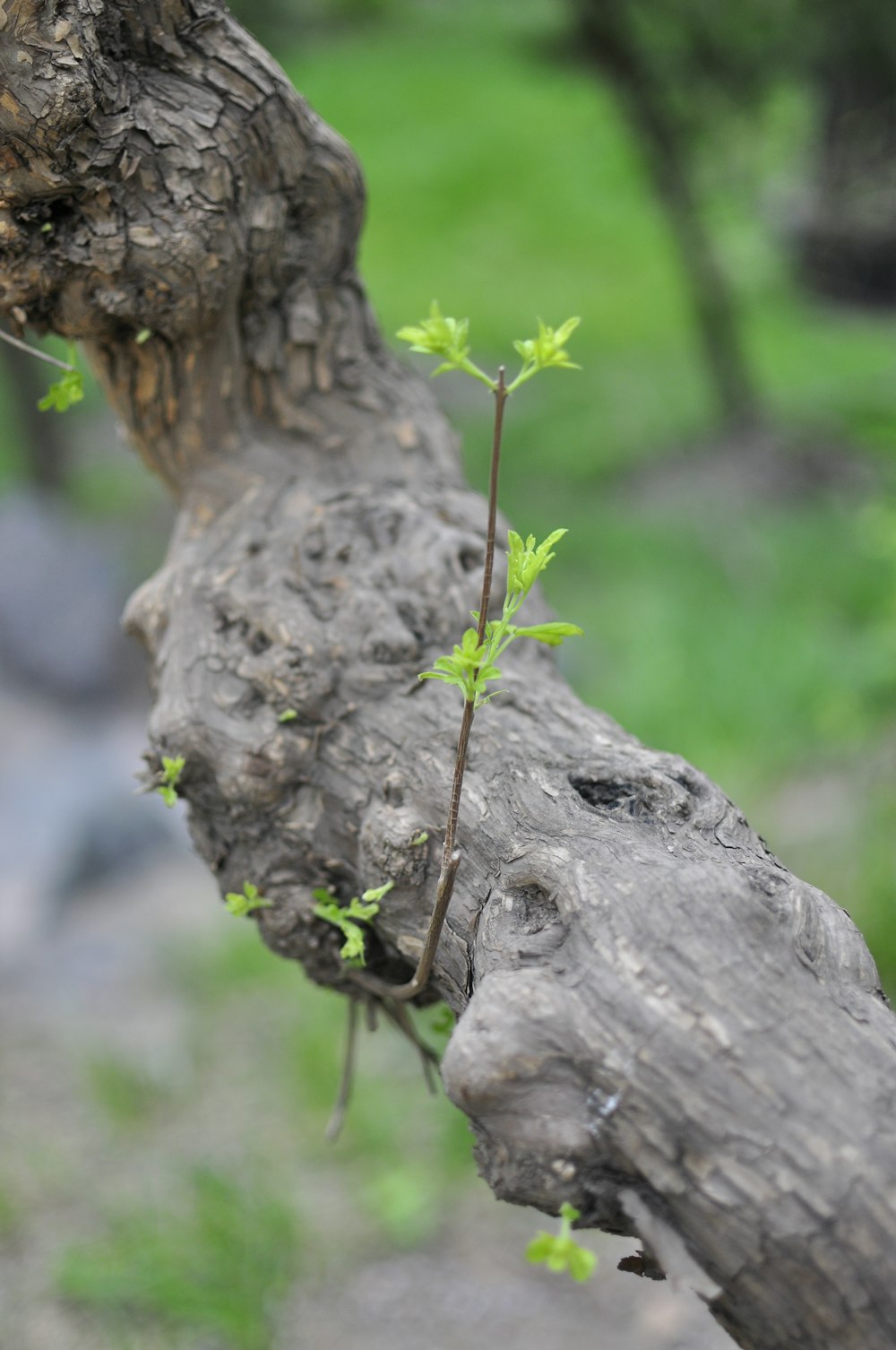 a tree branch with a small plant growing out of it