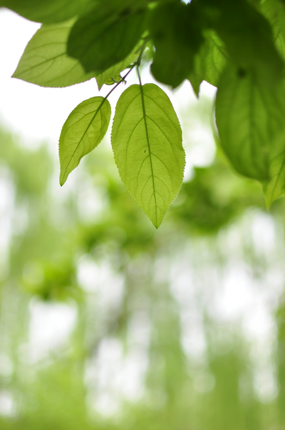 a green leaf hanging from a tree branch