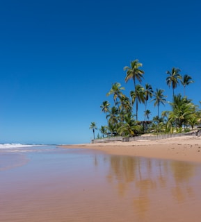 A vibrant beach scene with palm trees and clear blue skies.