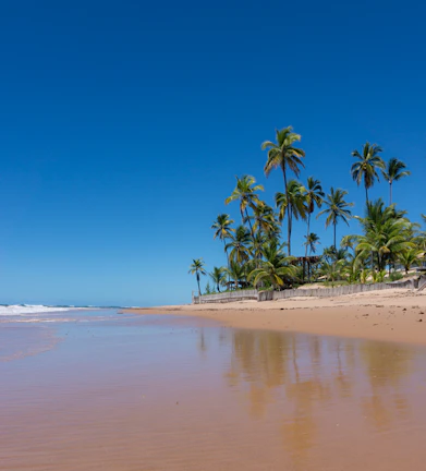 Beach scene with palm trees and turquoise sea under a bright blue sky near Palomino.