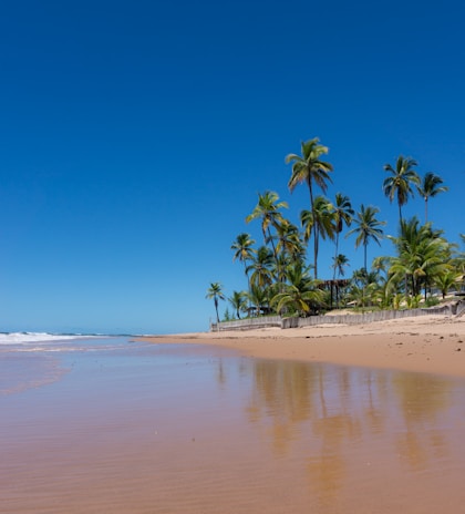 A sunlit beach scene with palm trees swaying gently against a clear blue sky in Southern California.