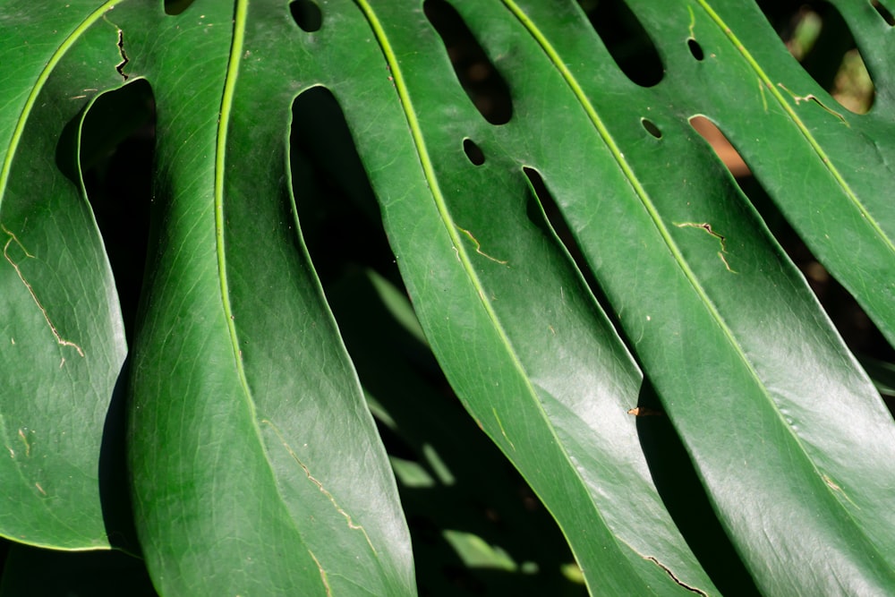 a close up of a large green leaf