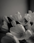 a black and white photo of flowers in a vase