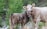A light-colored cow stands protectively over a darker calf, both with yellow ear tags, against a backdrop of lush green forest and grass.
