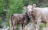 A light-colored cow stands protectively over a darker calf, both with yellow ear tags, against a backdrop of lush green forest and grass.