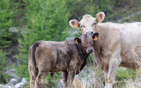 A light-colored cow stands protectively over a darker calf, both with yellow ear tags, against a backdrop of lush green forest and grass.