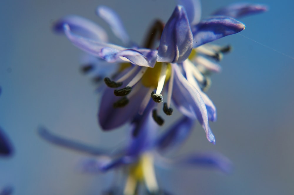 a close up of a purple flower on a blue background