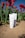 A tube of PlantaDea bio body cream is displayed in the foreground on soil, with a background of vibrant red tulips and green leaves under a clear blue sky.