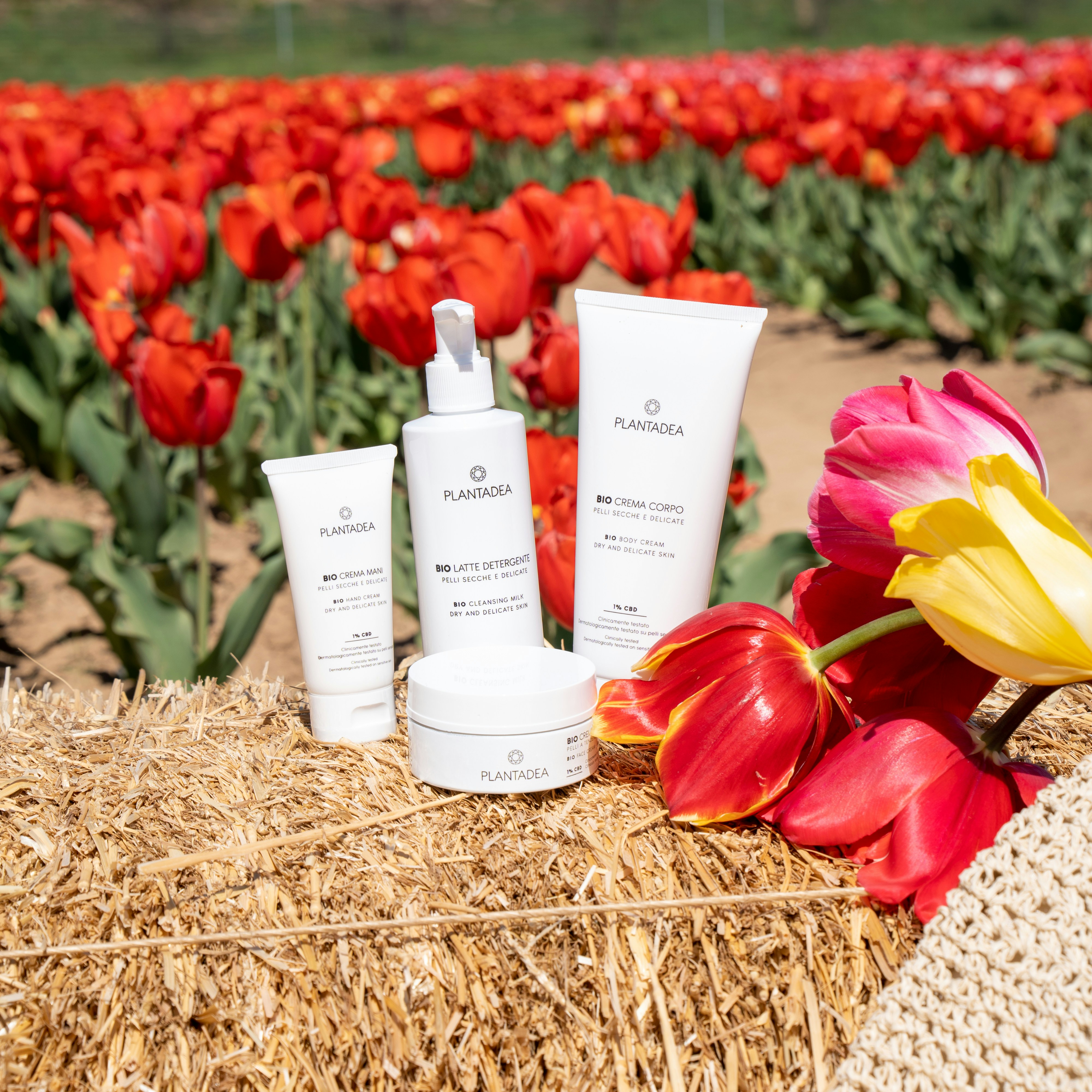 Natural Vinegars and Houseplants