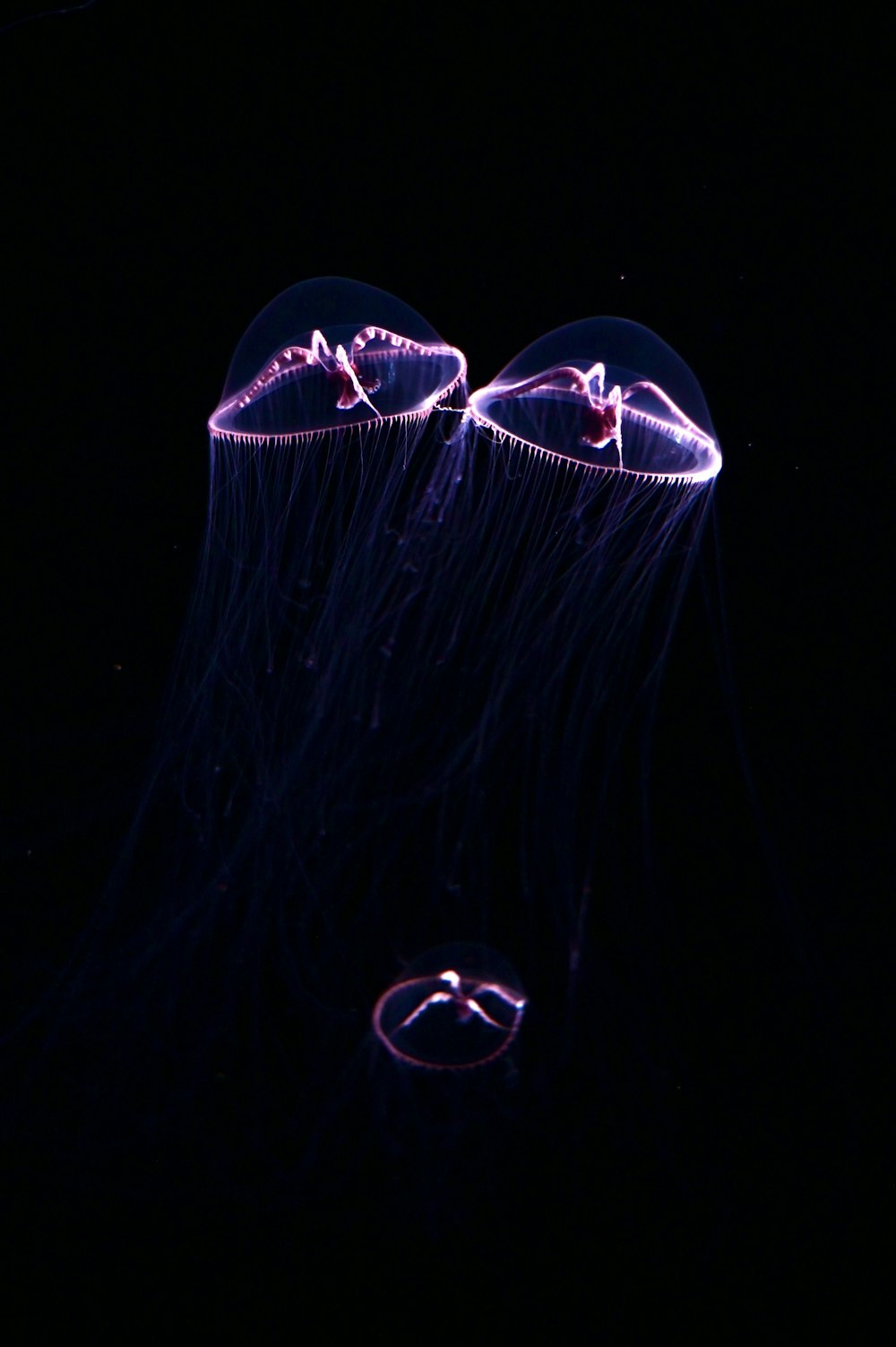 a couple of jellyfish floating in the dark