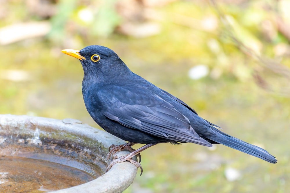 a black bird sitting on top of a bird bath