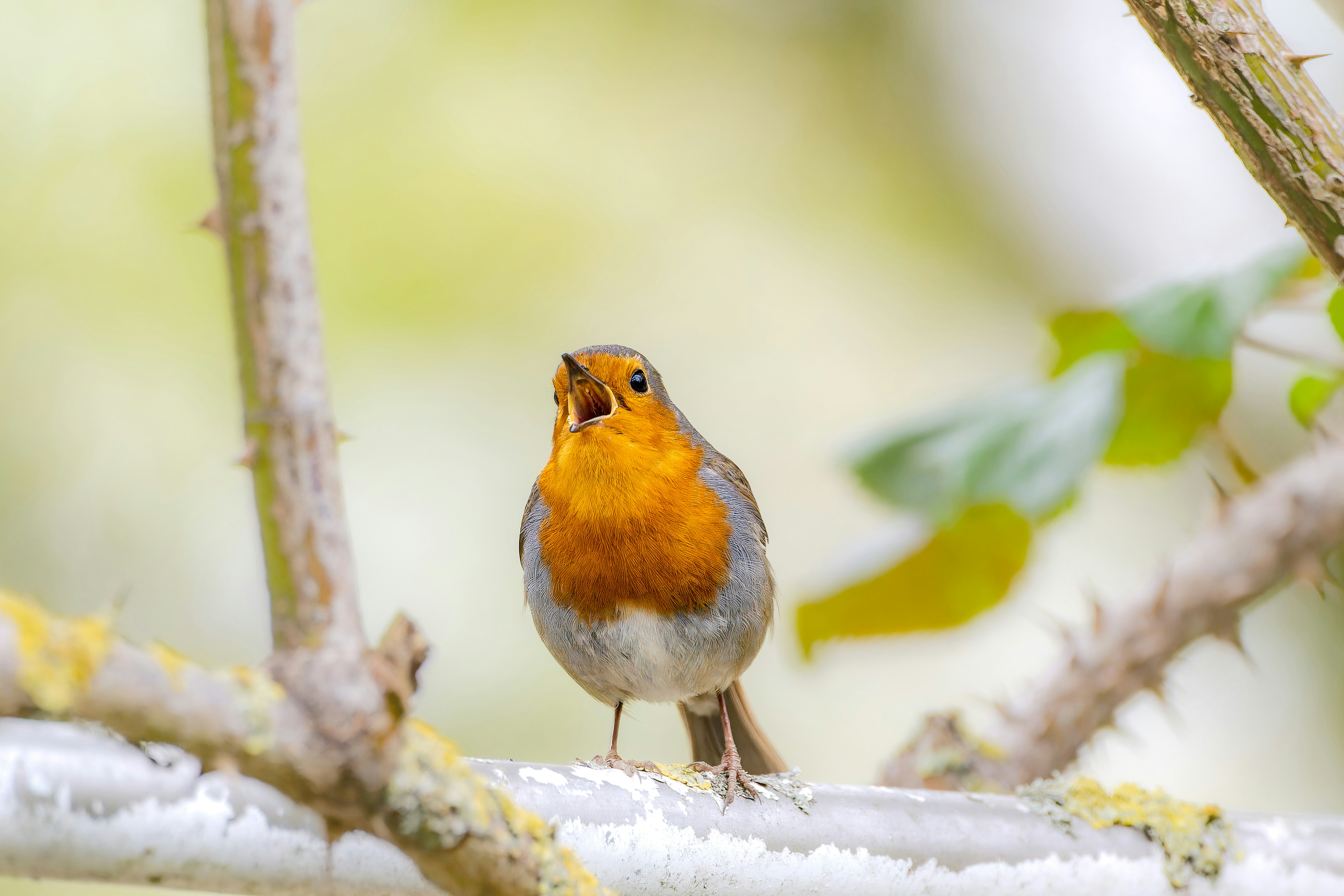 Photo by siegfriedpoepperl