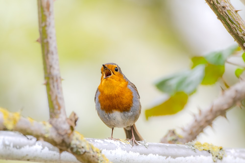 a small orange and gray bird sitting on a branch