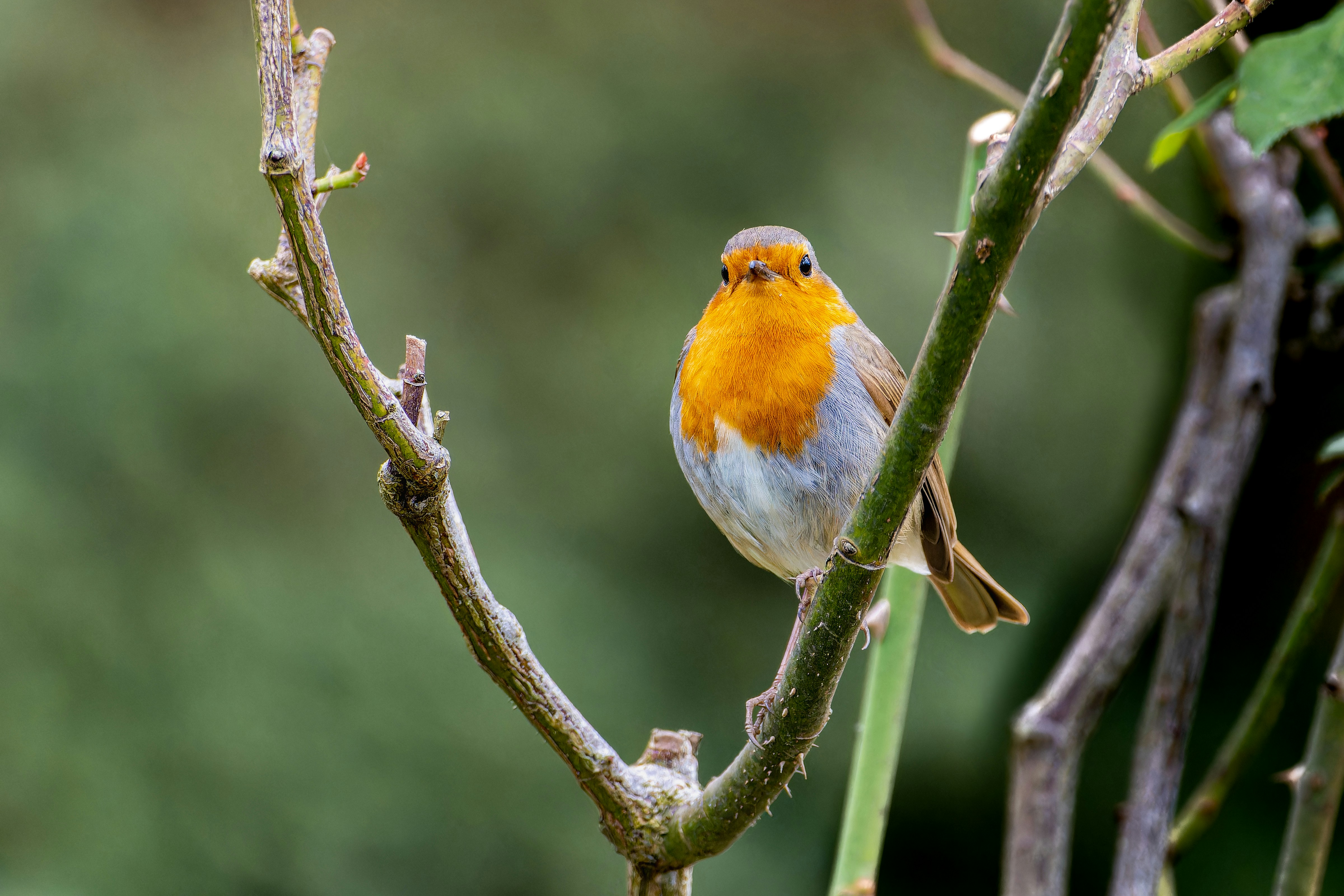 Photo by siegfriedpoepperl