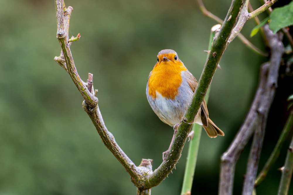 a small orange and white bird perched on a tree branch